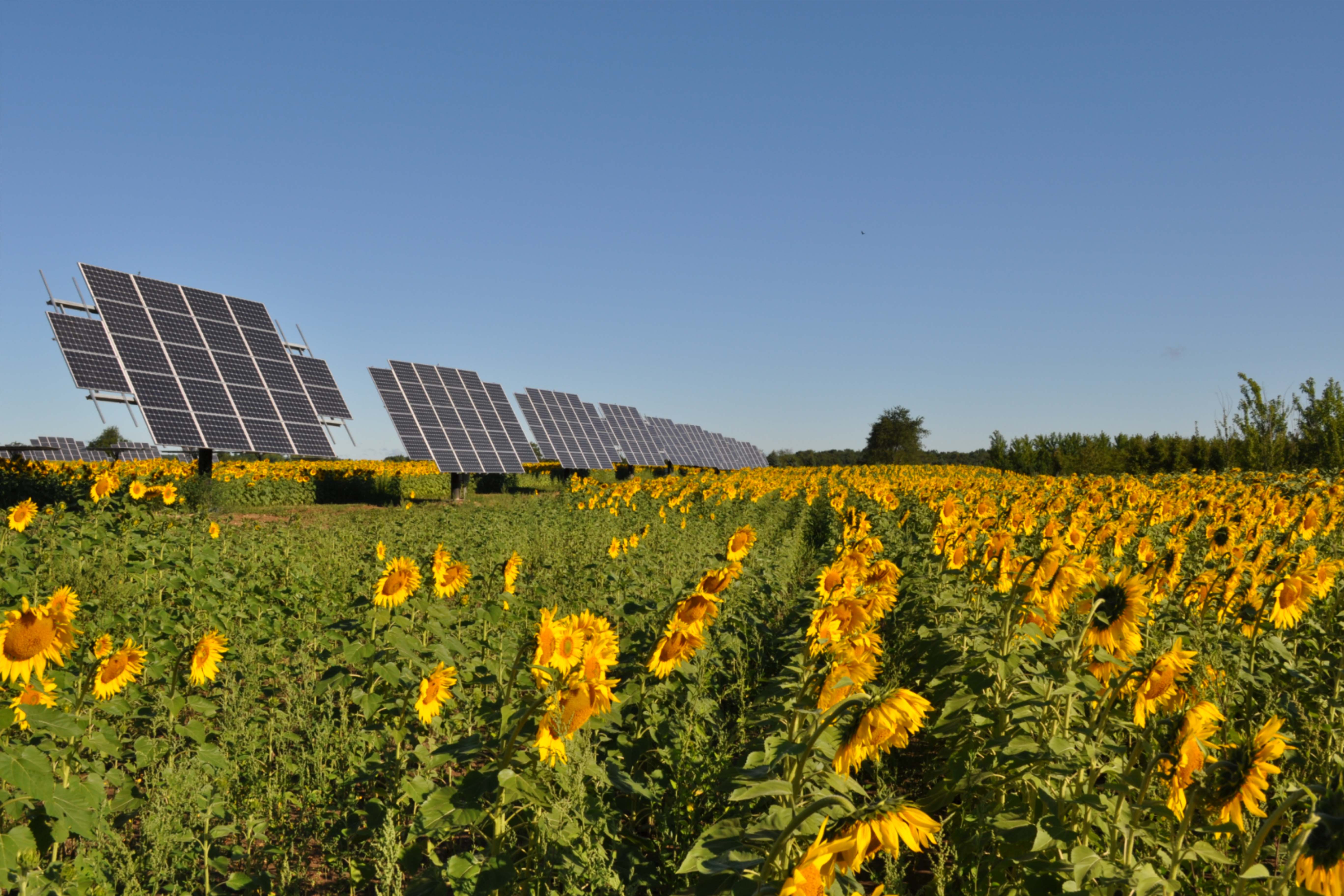 Энергия урожая. Сельскохозяйственный сектор Солнечная энергия. Солнечные батареи в сельском хозяйстве. Солнечная батарея в сельскохозяйственных. Энергетика в сельском хозяйстве.